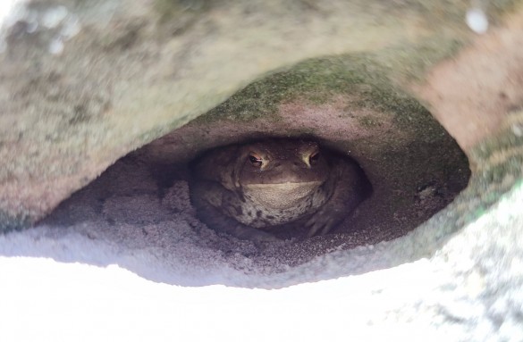 Dobře založená žába na nástupu NC na Zlatou vyhlídku